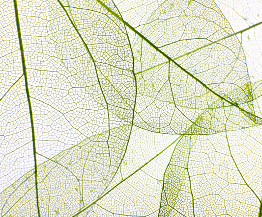Why Biodegradable Ingredients Matter in Skincare