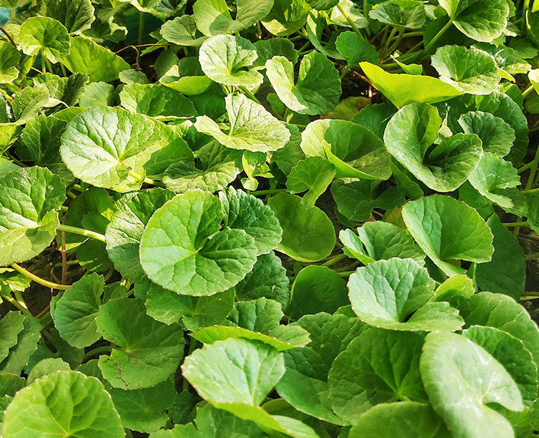 Centella Asiatica Extract in green plant form| A hypoallergenic extract that is a powerful antioxidant to used in Doctor Rogers Skincare in vegan, non-GMO, biodegradable and Proposition 65 compliant form to soothe skin irritation, improve skin barrier function, increase hydration and minimize scarring. 