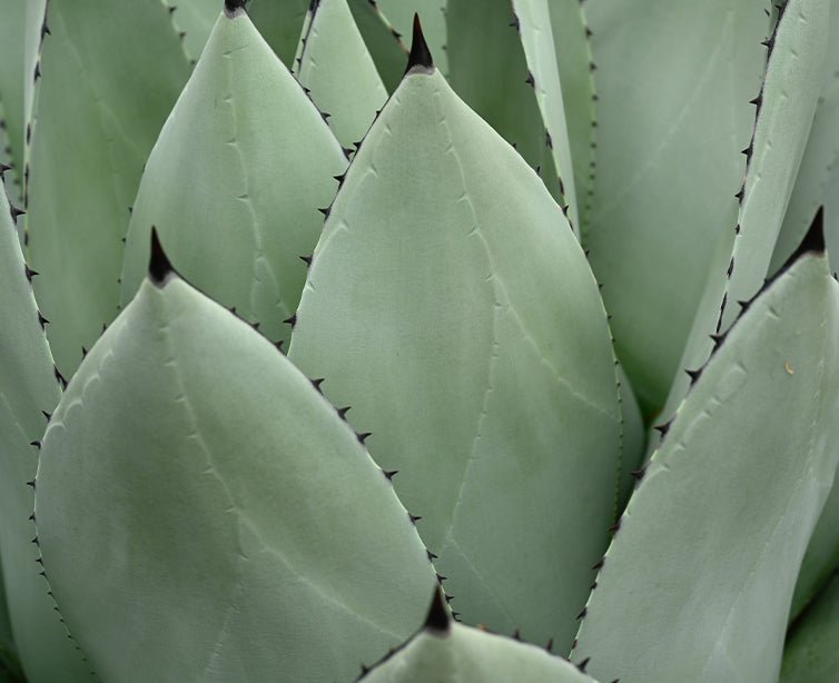 Aloe Barbadensis Leaf Juice Green Plant: A plant-made mixture of water, sugar and fats to hydrate the skin.